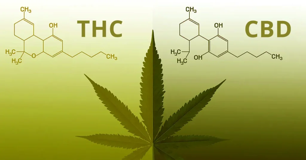 CBD vs THC: comprendere le differenze chiave