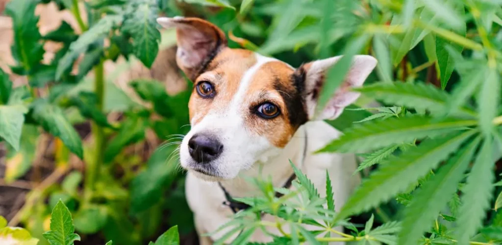  CBD e animali domestici: è sicuro per i tuoi amici pelosi?