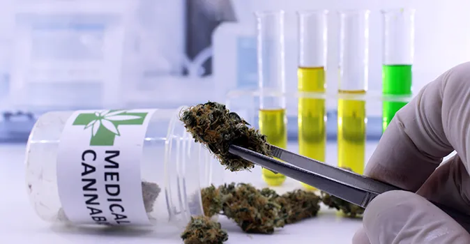 Lo status giuridico del CBD nel mondo